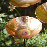 Copper Poppies